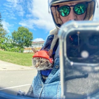 Illustration de l'article : 15 photos de Cathode, la chatte aventurière qui découvre le monde avec son maître