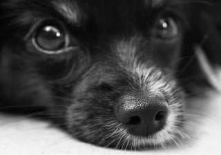 Illustration de l'article : 11 informations étonnantes à connaître sur les moustaches du chien