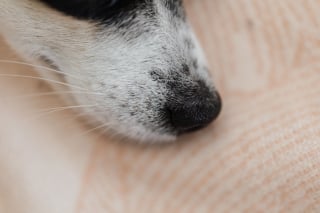 Illustration de l'article : 11 informations étonnantes à connaître sur les moustaches du chien
