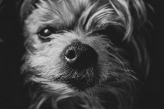 Illustration de l'article : 11 informations étonnantes à connaître sur les moustaches du chien