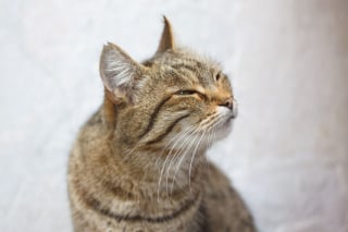 Illustration de l'article : 9 raisons qui expliquent pourquoi votre chat cligne lentement des yeux en vous regardant