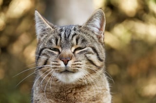 Illustration de l'article : 9 raisons qui expliquent pourquoi votre chat cligne lentement des yeux en vous regardant
