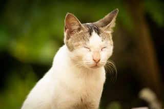 Illustration de l'article : 9 raisons qui expliquent pourquoi votre chat cligne lentement des yeux en vous regardant