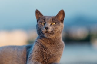 Illustration de l'article : 9 raisons qui expliquent pourquoi votre chat cligne lentement des yeux en vous regardant