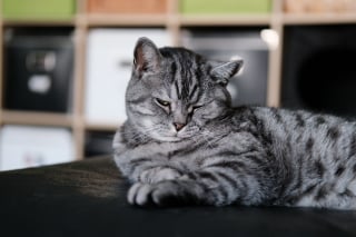 Illustration de l'article : 9 raisons qui expliquent pourquoi votre chat cligne lentement des yeux en vous regardant