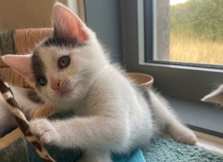 Illustration de l'article : L’interrogation de sauveteurs face à une portée de chats touchée par une anomalie à la queue
