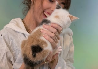 Illustration de l'article : L’interrogation de sauveteurs face à une portée de chats touchée par une anomalie à la queue