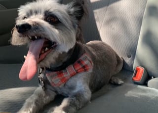 Illustration de l'article : Disparu chez le toiletteur, ce chien est retrouvé 4 ans plus tard dans un état méconnaissable