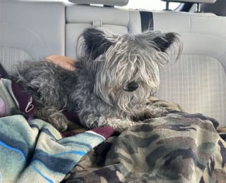Illustration de l'article : Disparu chez le toiletteur, ce chien est retrouvé 4 ans plus tard dans un état méconnaissable