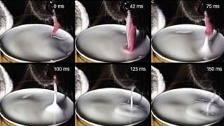 Illustration de l'article : Pourquoi le chat ne s&rsquo;&eacute;clabousse jamais en buvant ? La physique nous l&rsquo;explique