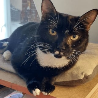 Illustration de l'article : Cette chatte de 14 ans a été sauvée d’un élevage clandestin, mais reste la dernière à attendre une famille