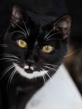 Illustration de l'article : Cette chatte de 14 ans a été sauvée d’un élevage clandestin, mais reste la dernière à attendre une famille