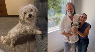 Illustration de l'article : Ce chien errant croise la route d’une célèbre humoriste qui le recueille et l'aide à s'offrir une seconde chance