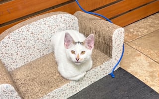 Illustration de l'article : 5 jours apr&egrave;s la disparition de son chat, le propri&eacute;taire d'une &eacute;picerie re&ccedil;oit une nouvelle porteuse d'espoir
