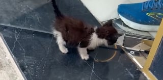 Illustration de l'article : Un capot de voiture bien chaud et des caresses suffisent à rassurer ce chaton errant frigorifié