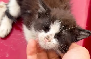 Illustration de l'article : Un capot de voiture bien chaud et des caresses suffisent à rassurer ce chaton errant frigorifié