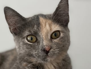 Illustration de l'article : Cette chatte errante qui devait être stérilisée puis relâchée en a décidé autrement