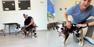 Illustration de l'article : Cette chienne reste au refuge après l’adoption de ses chiots, mais un duo l’emmène au parc (vidéo)