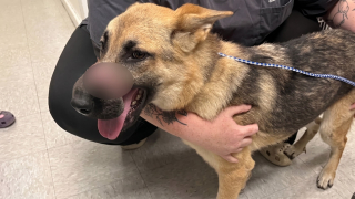 Illustration de l'article : Cette chienne sauv&eacute;e le museau attach&eacute; avec du ruban adh&eacute;sif devrait se remettre compl&egrave;tement de ses blessures