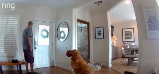 Illustration de l'article : Un intrus entre chez ce Golden Retriever qui lui apporte son jouet comme à un invité