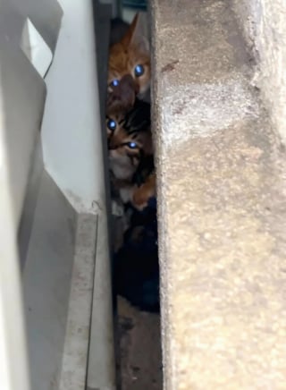 Illustration de l'article : Il fallait des gants pour toucher ces 5 chatons sauvages, 2 jours après ils réclament des câlins