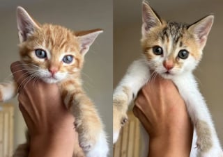Illustration de l'article : Il fallait des gants pour toucher ces 5 chatons sauvages, 2 jours après ils réclament des câlins