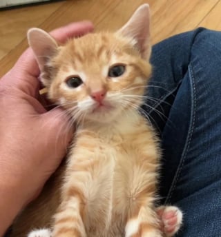 Illustration de l'article : Il fallait des gants pour toucher ces 5 chatons sauvages, 2 jours après ils réclament des câlins