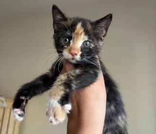 Illustration de l'article : Il fallait des gants pour toucher ces 5 chatons sauvages, 2 jours après ils réclament des câlins