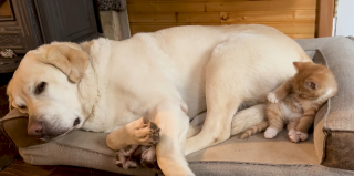 Illustration de l'article : Son ami chat disparu, ce chien attend son retour tous les jours au m&ecirc;me endroit jusqu'&agrave; leurs retrouvailles