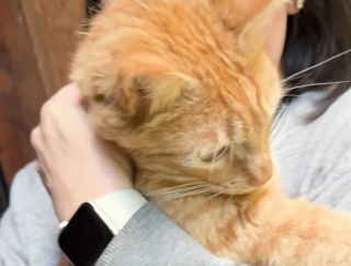 Illustration de l'article : Son ami chat disparu, ce chien attend son retour tous les jours au m&ecirc;me endroit jusqu'&agrave; leurs retrouvailles