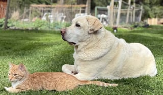 Illustration de l'article : Son ami chat disparu, ce chien attend son retour tous les jours au m&ecirc;me endroit jusqu'&agrave; leurs retrouvailles