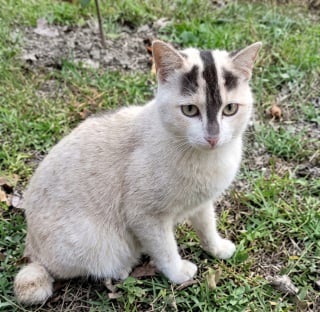 Illustration de l'article : Noeud papillon ou eye-liner naturel, ces 10 chats nous surprennent par leur pelage hors-norme
