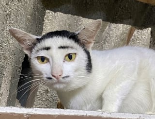 Illustration de l'article : Noeud papillon ou eye-liner naturel, ces 10 chats nous surprennent par leur pelage hors-norme