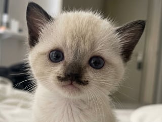 Illustration de l'article : Noeud papillon ou eye-liner naturel, ces 10 chats nous surprennent par leur pelage hors-norme