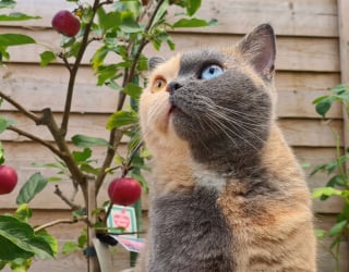 Illustration de l'article : Noeud papillon ou eye-liner naturel, ces 10 chats nous surprennent par leur pelage hors-norme