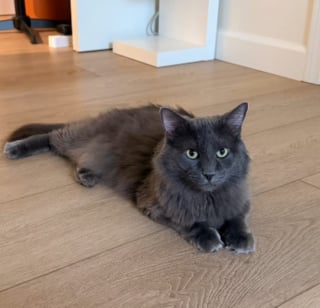 Illustration de l'article : Touchée par le regard triste d’un chat en attente d’adoption, elle postule sans vraiment croire en ses chances (vidéo)