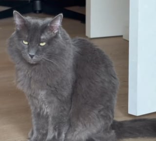Illustration de l'article : Touchée par le regard triste d’un chat en attente d’adoption, elle postule sans vraiment croire en ses chances (vidéo)