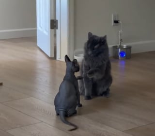 Illustration de l'article : Touchée par le regard triste d’un chat en attente d’adoption, elle postule sans vraiment croire en ses chances (vidéo)