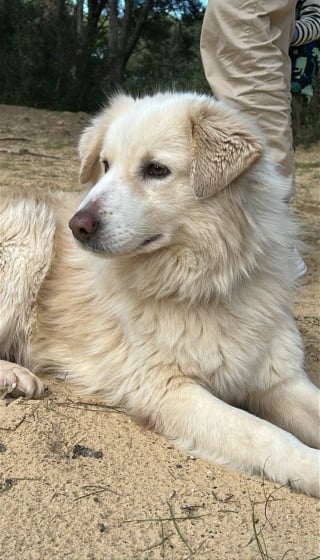 Illustration de l'article : Rescap&eacute;e de longues ann&eacute;es d&rsquo;errance et de souffrances, cette douce chienne r&ecirc;ve d&eacute;sormais d&rsquo;un foyer rempli d&rsquo;amour (vid&eacute;o)