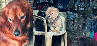 Illustration de l'article : 40 animaux négligés et plusieurs cadavres de chiens et de chats découverts dans « la maison de l'horreur »