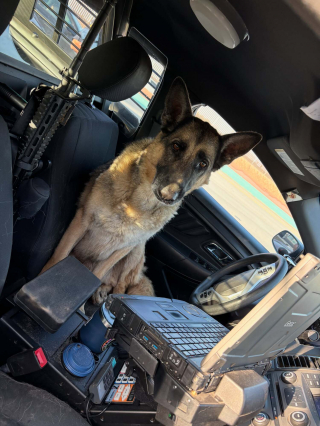 Illustration de l'article : Ce chien perdu sur une autoroute monte de lui-m&ecirc;me dans le v&eacute;hicule de l&rsquo;agent venu le secourir