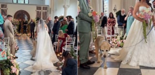 Illustration de l'article : Le chien de son enfance, âgé de 16 ans, l’accompagne jusqu’à l’autel le jour de son mariage (vidéo)