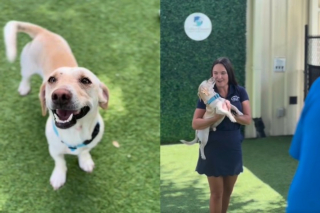 Illustration de l'article : Personne n'a r&eacute;clam&eacute; le chien poursuivi sur le tarmac d'un a&eacute;roport, mais on lui a trouv&eacute; un foyer (vid&eacute;o)