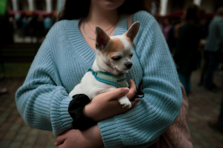 Illustration de l'article : Vrai ou faux ? Les petits chiens comme les Chihuahuas sont g&eacute;n&eacute;tiquement plus agressifs
