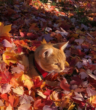 Illustration de l'article : 12 chats roux qui vont vous faire tomber amoureux de l&rsquo;automne