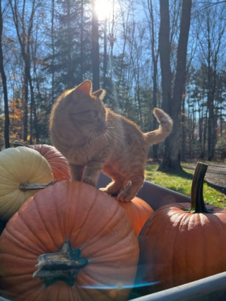 Illustration de l'article : 12 chats roux qui vont vous faire tomber amoureux de l&rsquo;automne