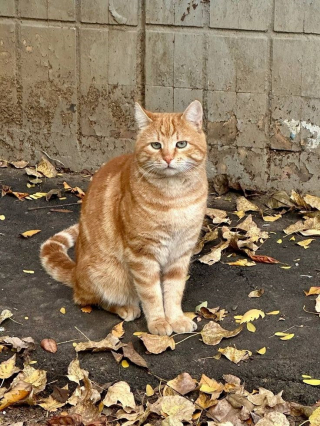 Illustration de l'article : 12 chats roux qui vont vous faire tomber amoureux de l&rsquo;automne