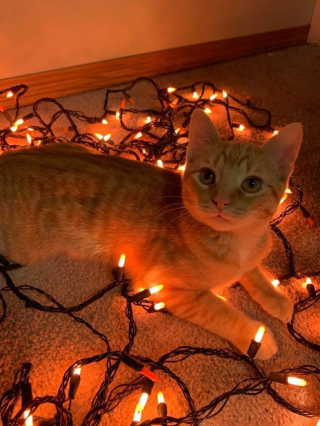 Illustration de l'article : 12 chats roux qui vont vous faire tomber amoureux de l&rsquo;automne