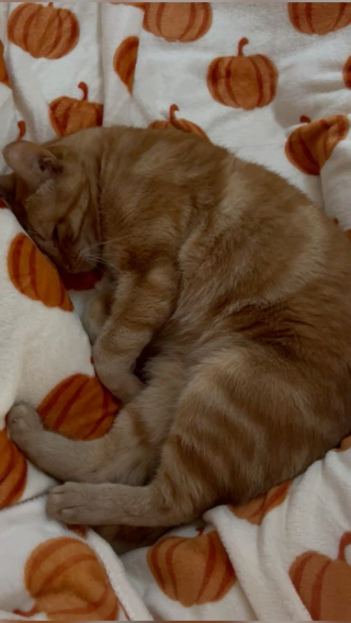 Illustration de l'article : 12 chats roux qui vont vous faire tomber amoureux de l&rsquo;automne