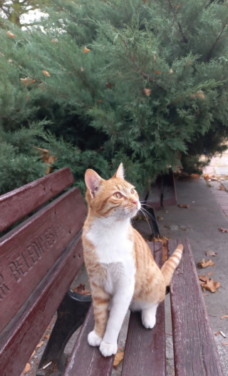 Illustration de l'article : 12 chats roux qui vont vous faire tomber amoureux de l&rsquo;automne
